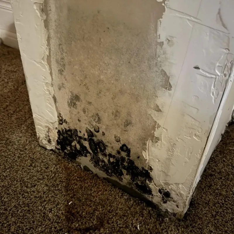 Professional Mold Removal in Port Arthur, TX